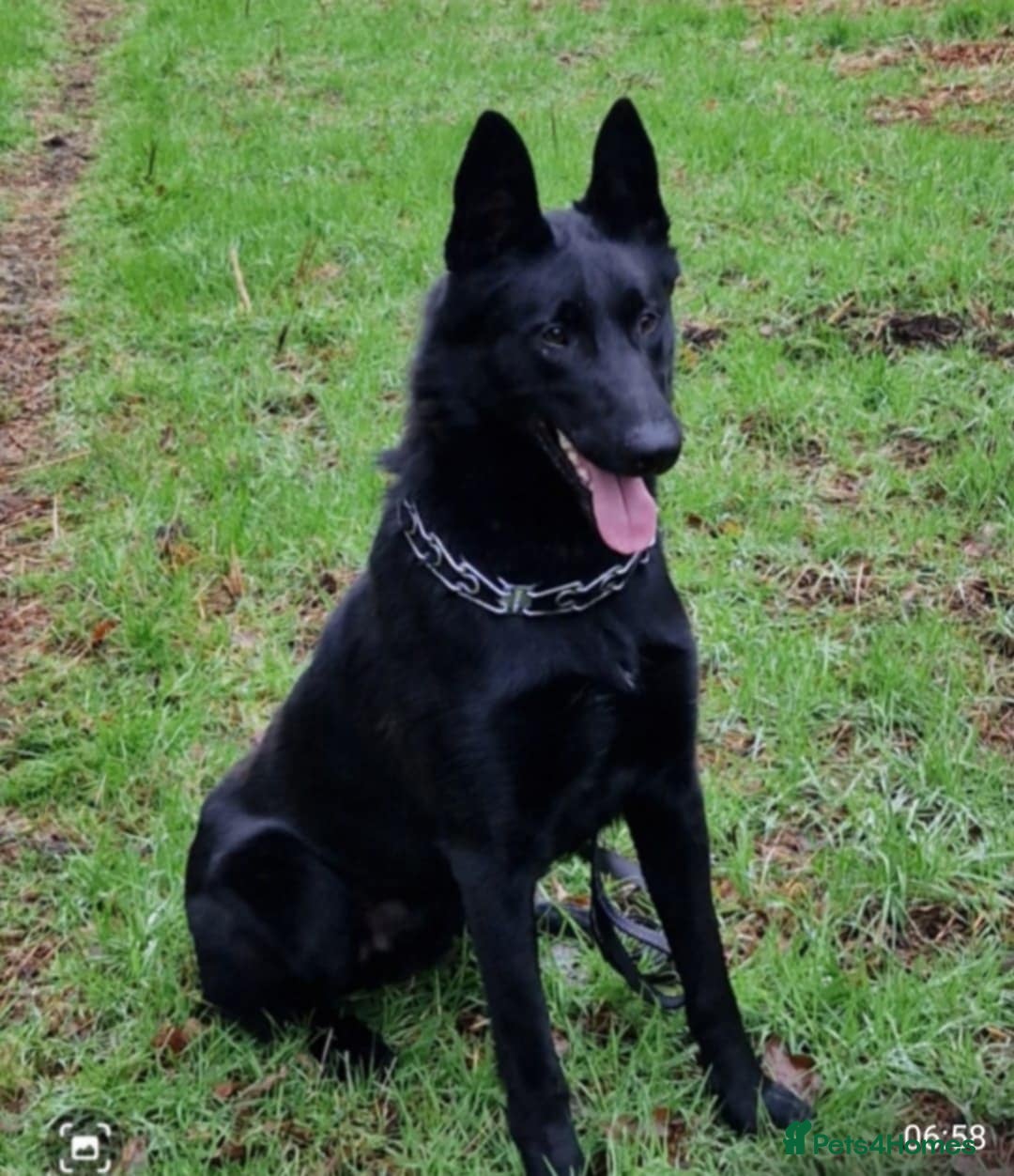 Belgian Shepherd Dog dogs for sale: JOKERLampak9🔥Narla VVk9🔥 belgian Malinois puppys - Image 1