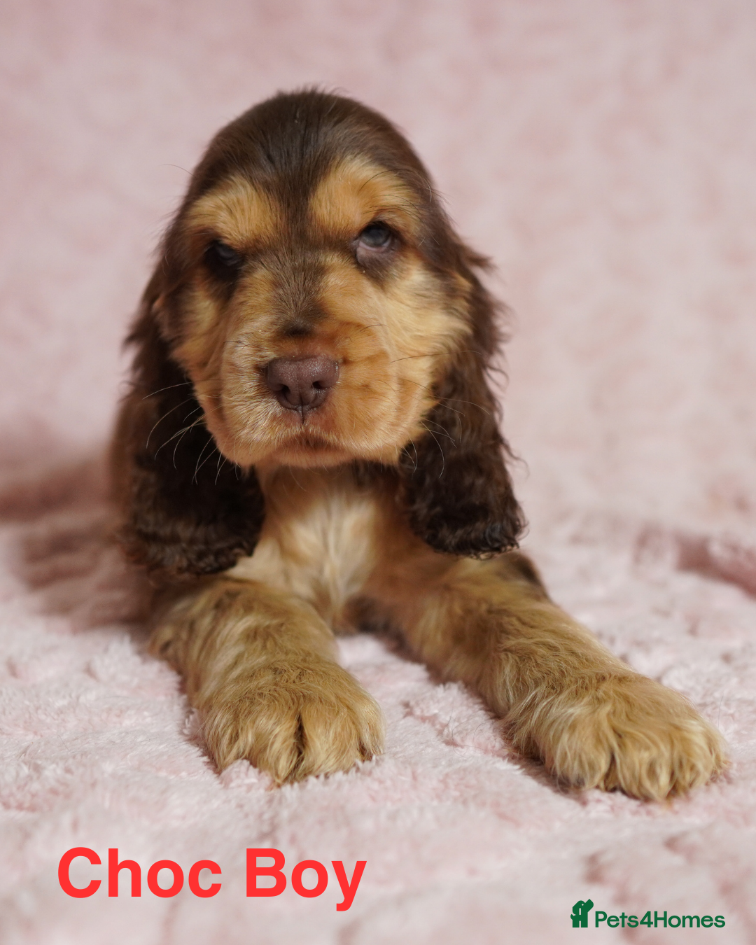 Cocker Spaniel dogs Quality, KC reg, show type cocker spaniel puppies - Advert 1