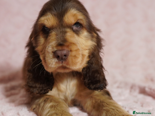 Cocker Spaniel dogs Quality, KC reg, show type cocker spaniel puppies - Advert 3