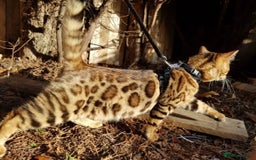 Bengal cats for sale: ❤️ PURE BENGAL KITTENS ❤️ - Image 27