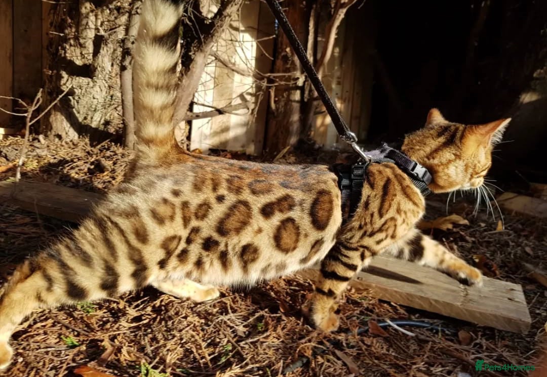 Bengal cats for sale: ❤️ PURE BENGAL KITTENS ❤️ - Image 27
