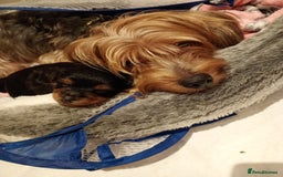 Yorkshire Terrier dogs for sale: Litter of 8, last male miniature Yorkie available - Image 10