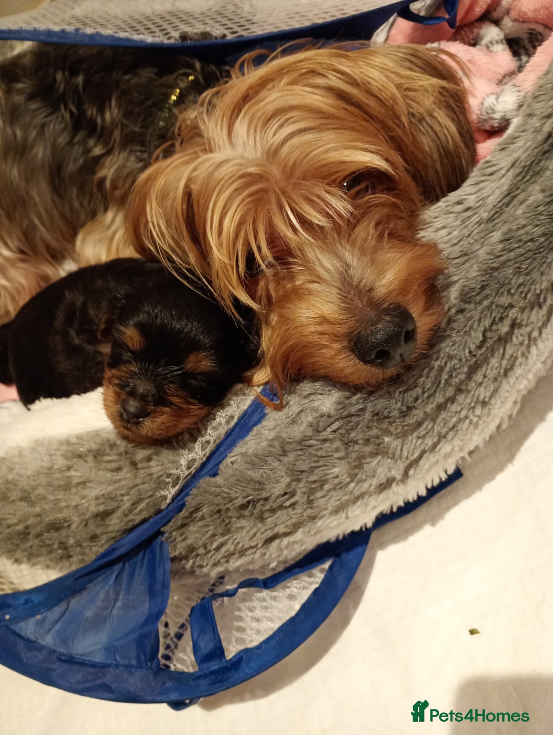Yorkshire Terrier dogs for sale: Litter of 8, last male miniature Yorkie available - Image 10