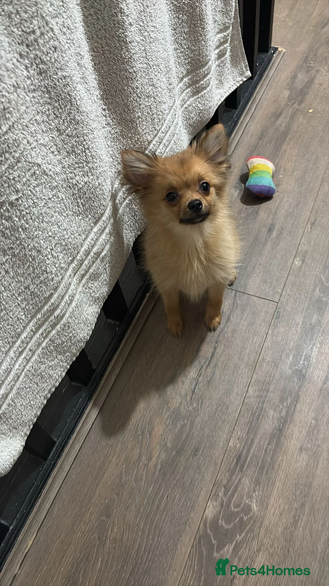 Pomchi dogs for sale: Gorgeous 3 month old Female Pomchi - Advert 1