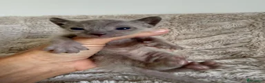 Sphynx 3