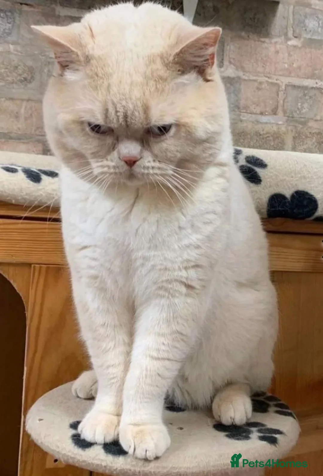 British Shorthair cats for stud: Cream of la crop! Blood group B. GCCF/TICA reg  - Advert 7