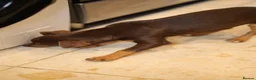 Jack Russell dogs for sale: Beautiful Jack Russell in Chocolate and Silver - Advert 14