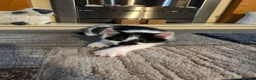 Mixed Breed cats for sale: 2 lovely male kittens left - Advert 3