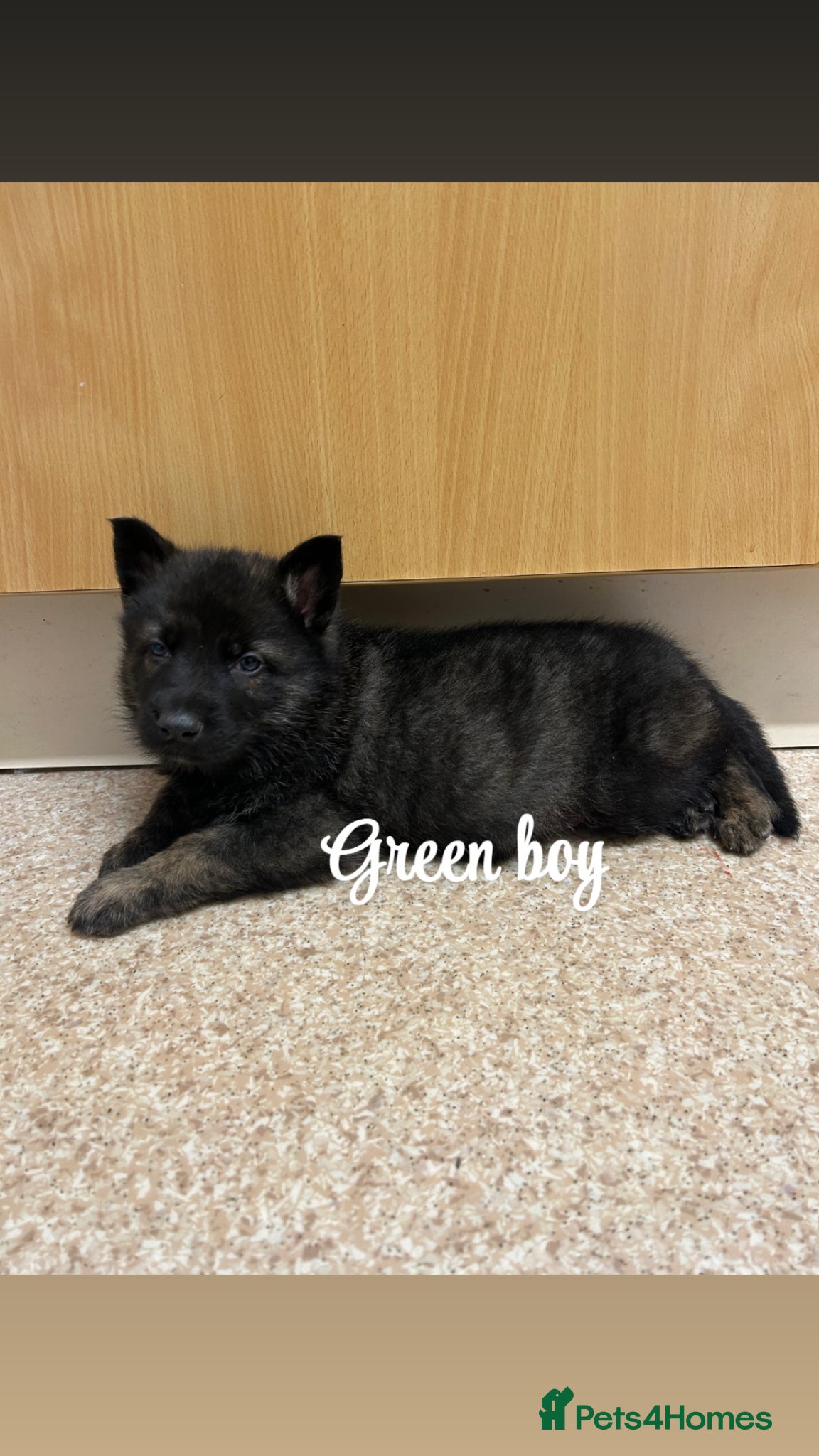 German Shepherd dogs Kc reg German shepherd puppys ONLY 2 BOYS LEFT - Advert 2