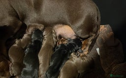 Dachshund dogs for sale: Beautiful Standard Dachshund Puppies  - Image 20