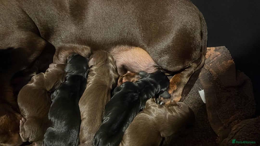 Dachshund dogs for sale: Beautiful Standard Dachshund Puppies  - Image 20