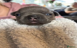 French Bulldog dogs for sale: French bulldog puppies  - Image 11