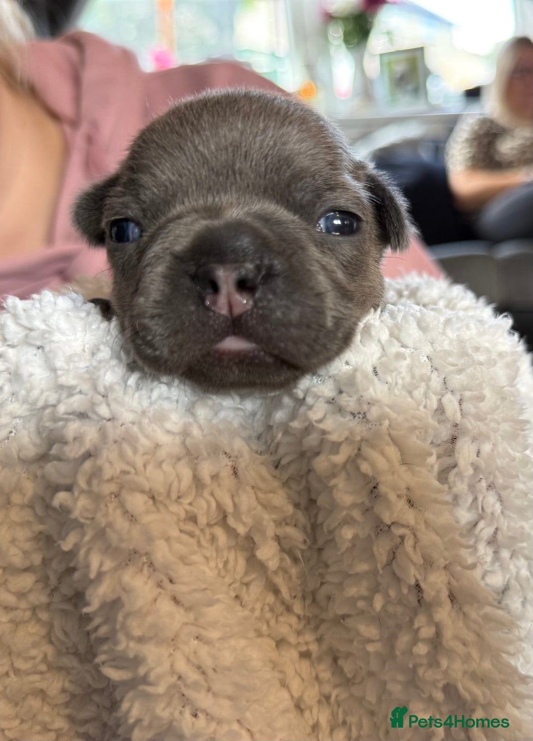 French Bulldog dogs for sale: French bulldog puppies  - Image 11