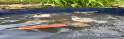 Ducks poultry for sale: Call ducks  in Chulmleigh - Advert 2