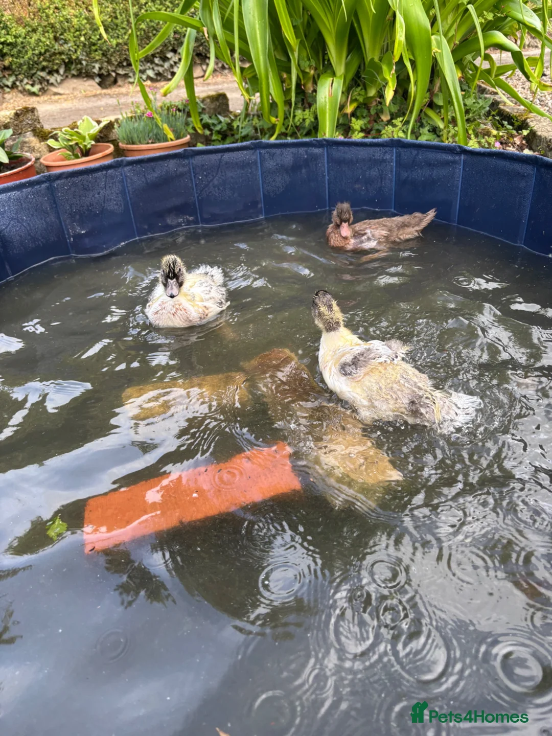 Ducks poultry for sale: Call ducks  in Chulmleigh - Advert 2