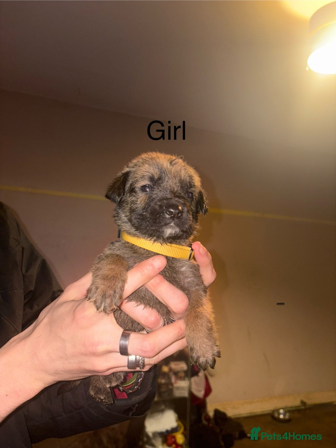 Mixed Breed dogs for sale: staffie cross rottweiler puppies  - Advert 4