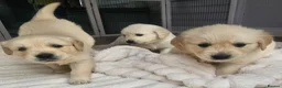 Golden Retriever dogs for sale: Cream and golden retriever puppies in Bristol - Advert 31