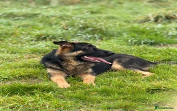 German Shepherd dogs for sale: Max- for sale  - Image 2