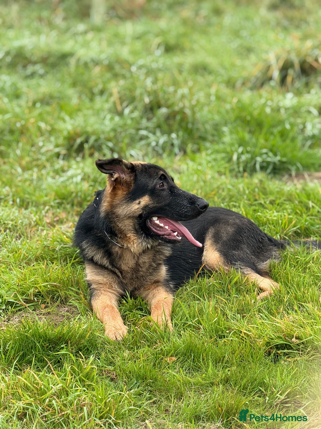 German Shepherd dogs for sale: Max- for sale  - Image 2