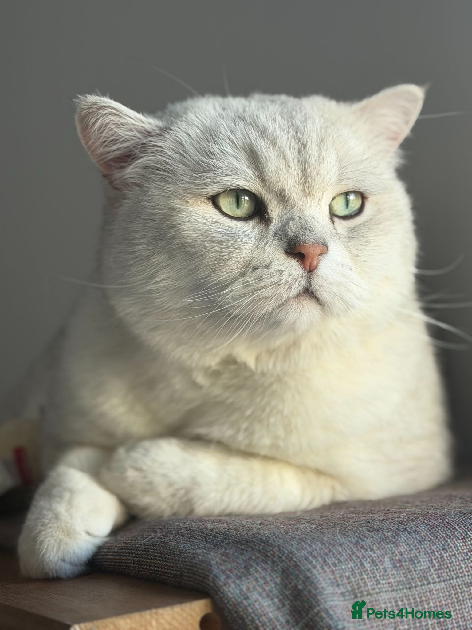 British Shorthair cats Male British Shorthair - Advert 4
