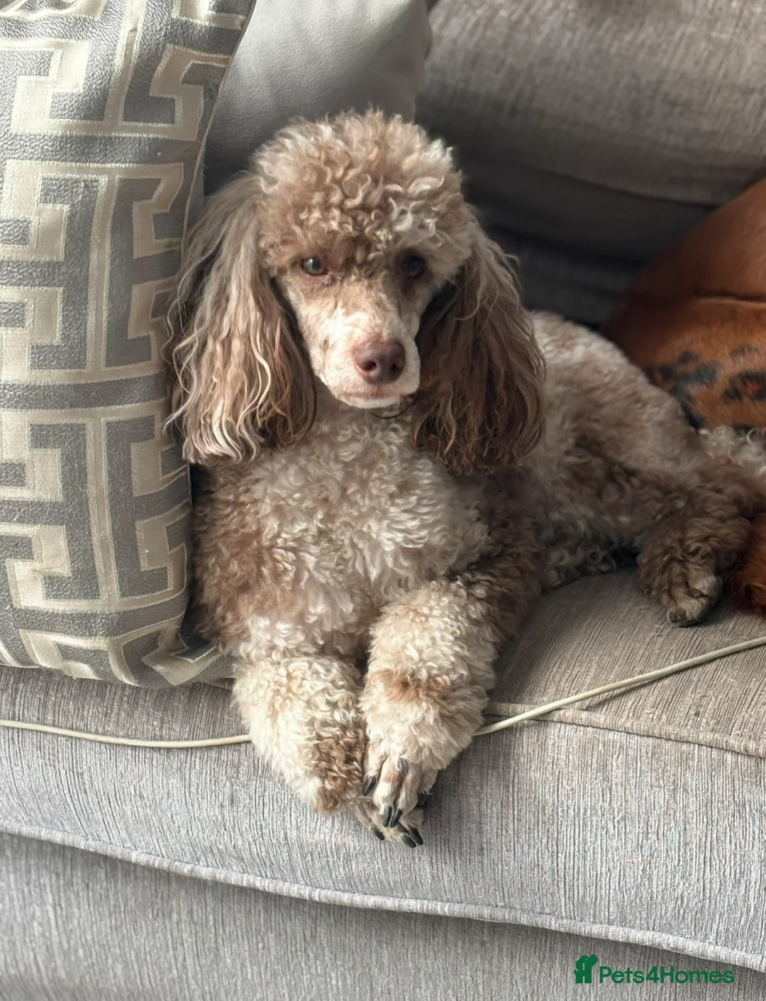 Cockapoo dogs for sale: LAST BOY REDUCED- Health Tested toy cockerpoos  - Advert 16