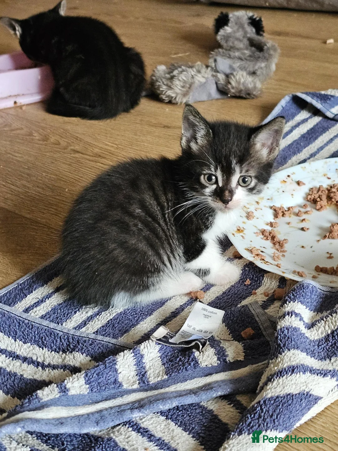 British Shorthair cats for sale: Beautiful kittens  in Diss - Advert 2