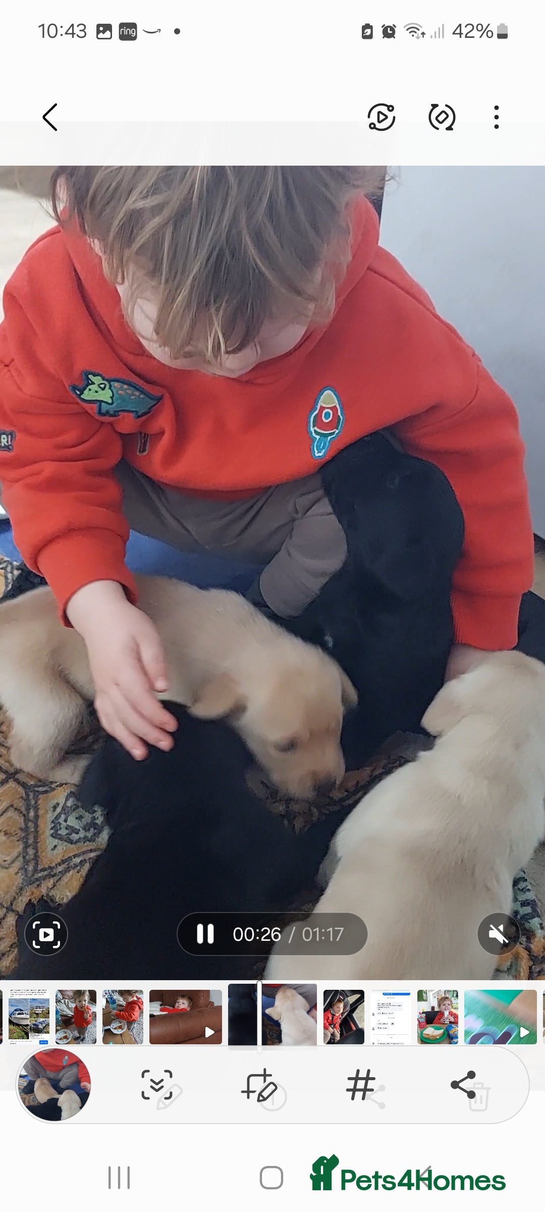 Labrador Retriever dogs Pedigree labrador puppies for sale  - Advert 11