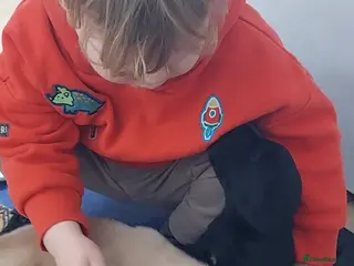 Labrador Retriever dogs Pedigree labrador puppies for sale - Advert 11