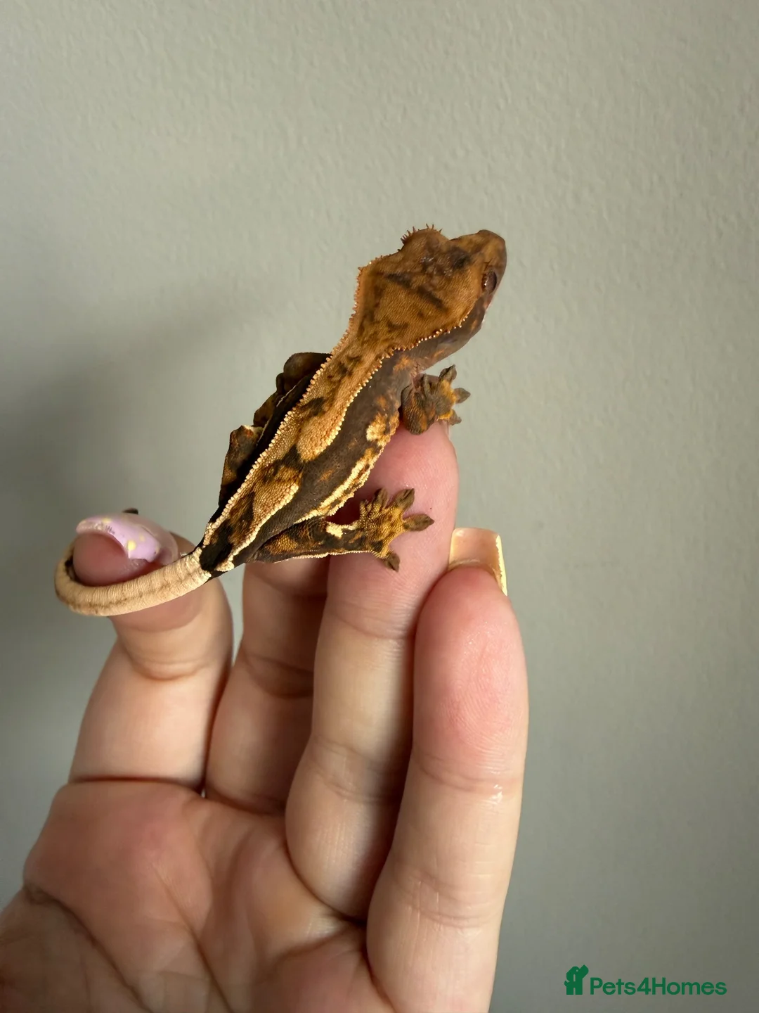 Gecko reptiles for sale: Baby crested gecko’s  - Advert 2