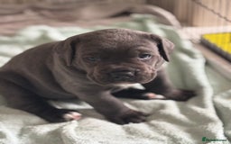 Cane Corso dogs for sale: Cane corso puppies looking for their forever homes - Image 2