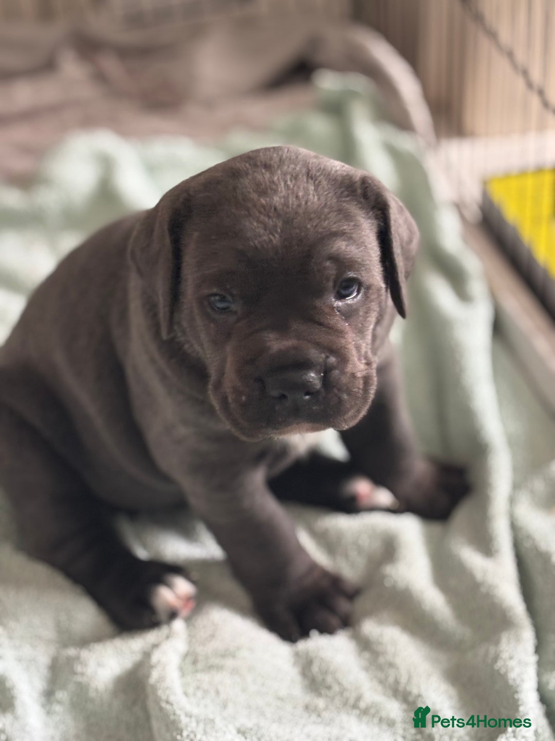 Cane Corso dogs for sale: Cane corso puppies looking for their forever homes - Image 2