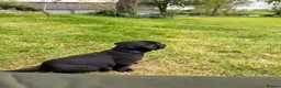 Cockerdor dogs for sale: 3 Cockerdor puppies looking for their forever home - Advert 6