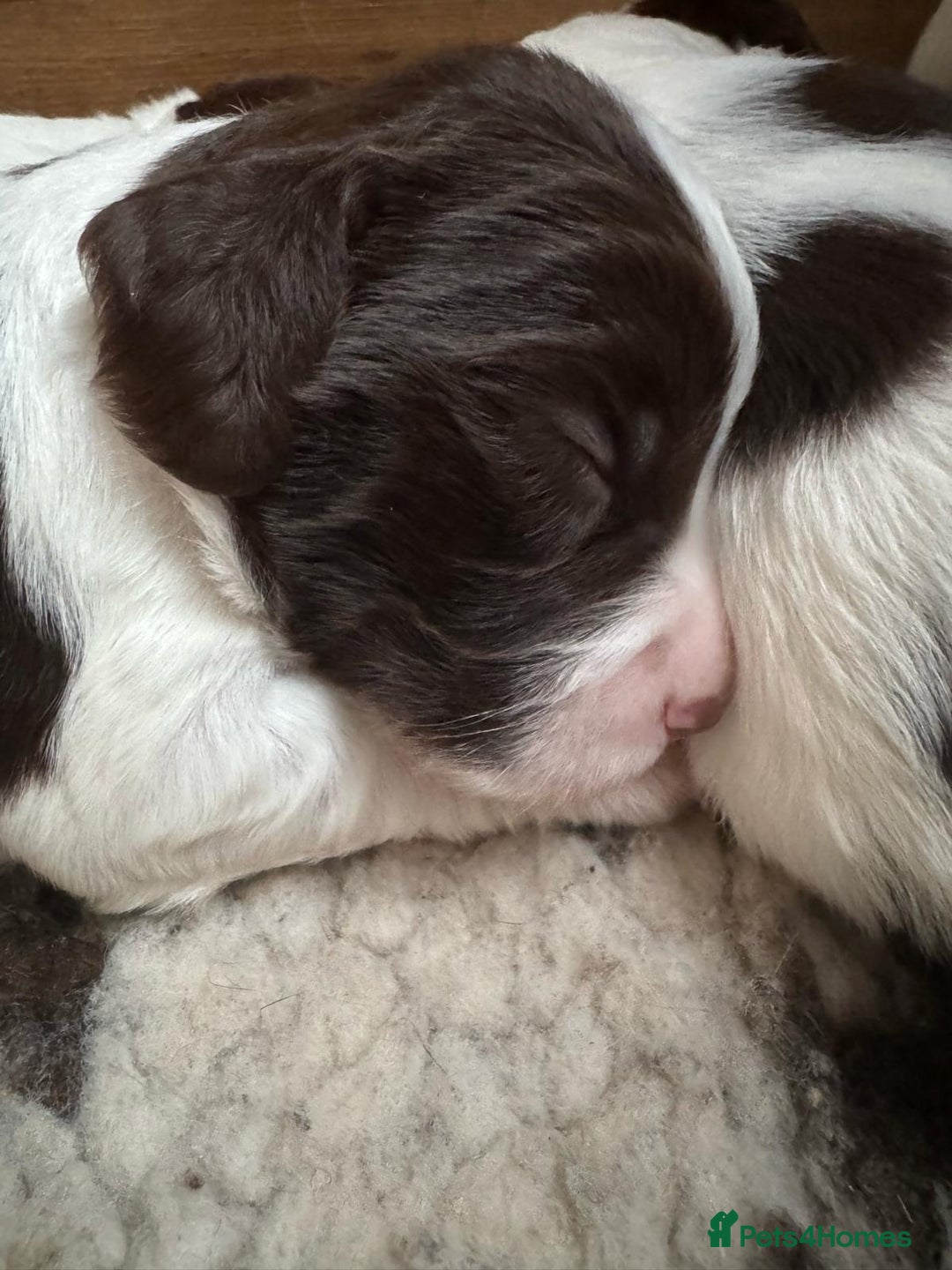 English Springer Spaniel dogs for stud: *KC registered* Gus available for stud in Pontefract - Advert 10