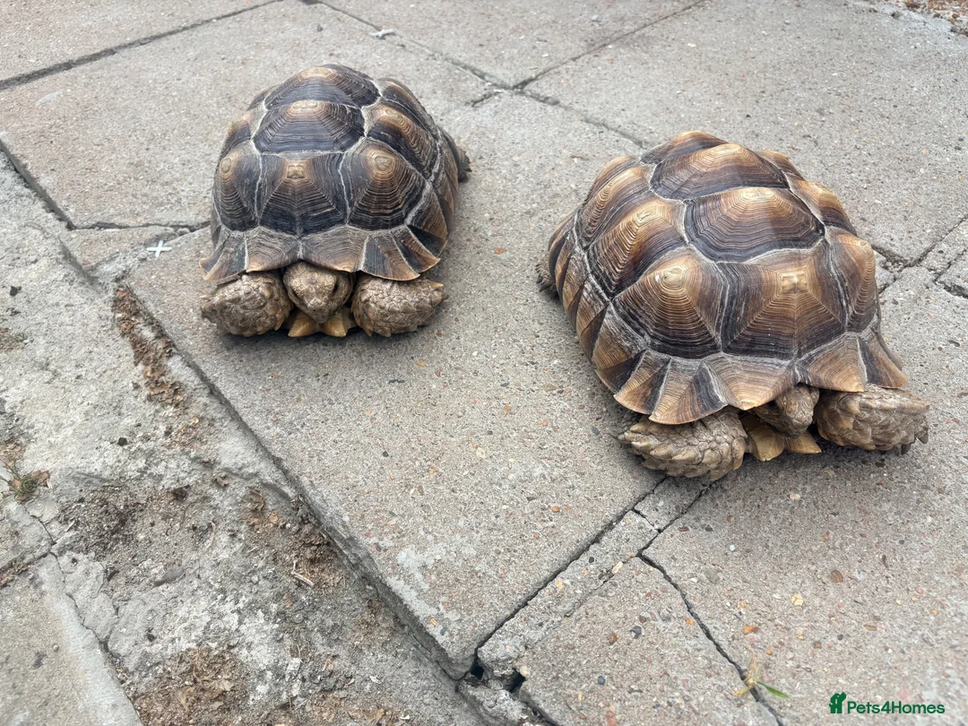 Tortoise reptiles for sale: 2 Sulcata Tortoises - Advert 5