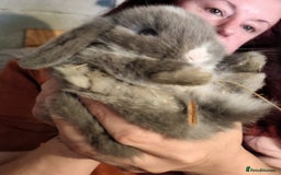 Mini Lop rabbits for sale: Mini lops - Image 8