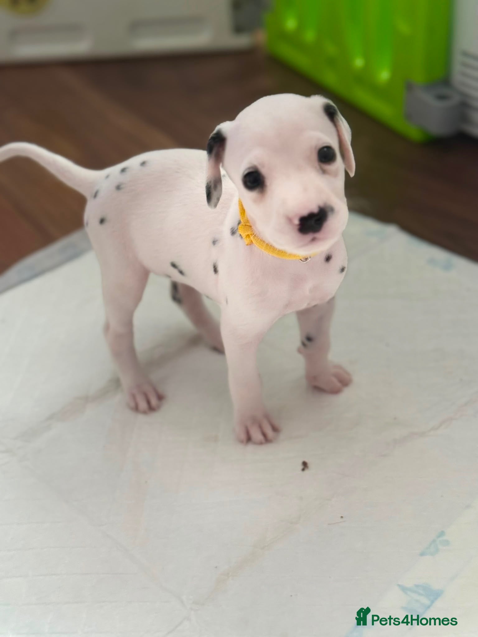 Dalmatian dogs Beautiful Dalmatian puppies - Advert 11