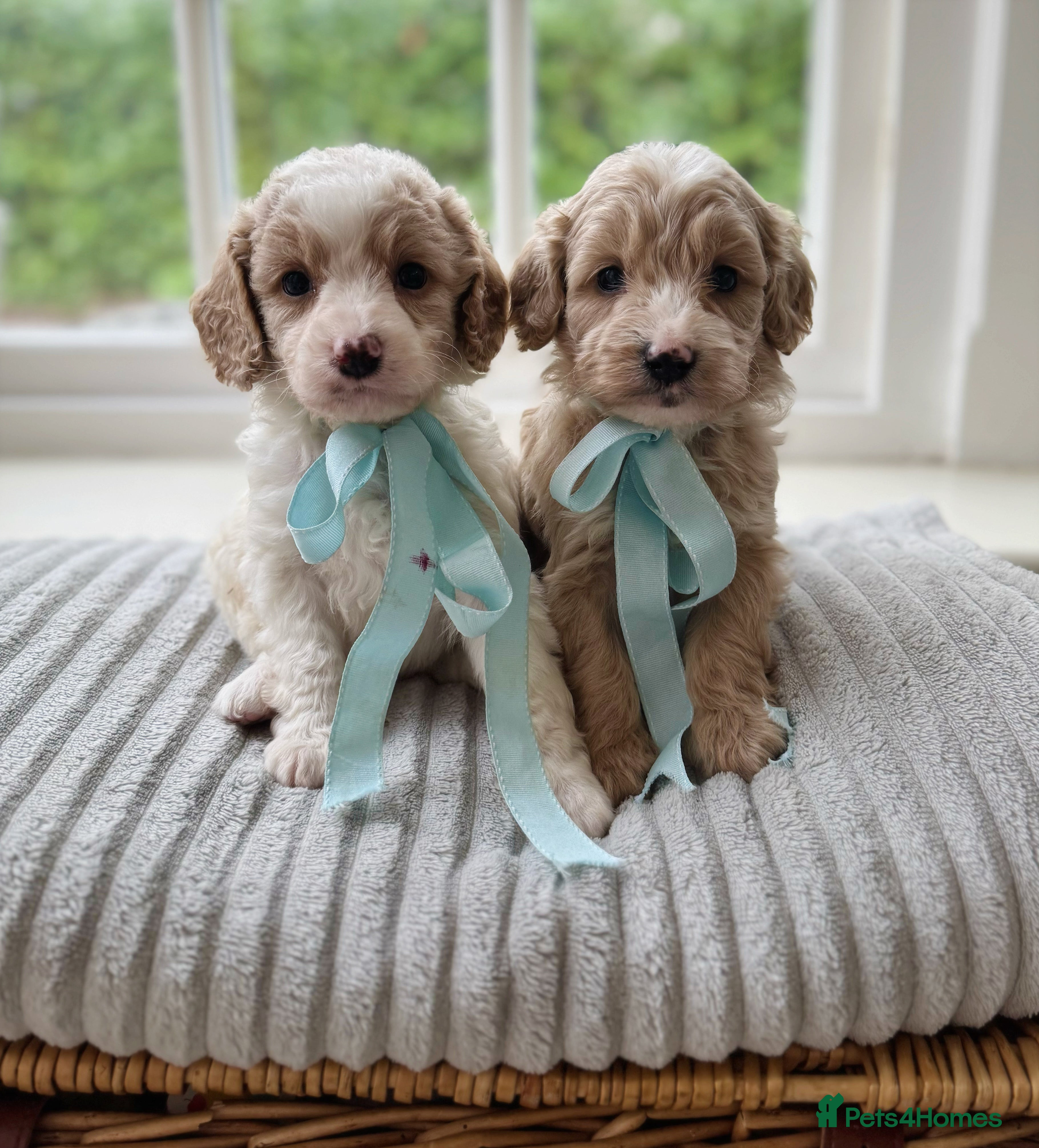 Cavapoochon dogs Gorgeous cavapoochon babies - Advert 3