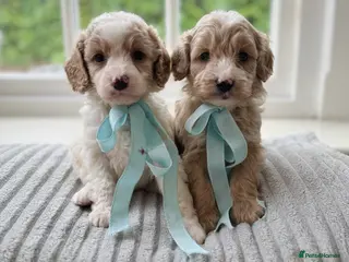 Cavapoochon dogs Gorgeous cavapoochon babies - Advert 2