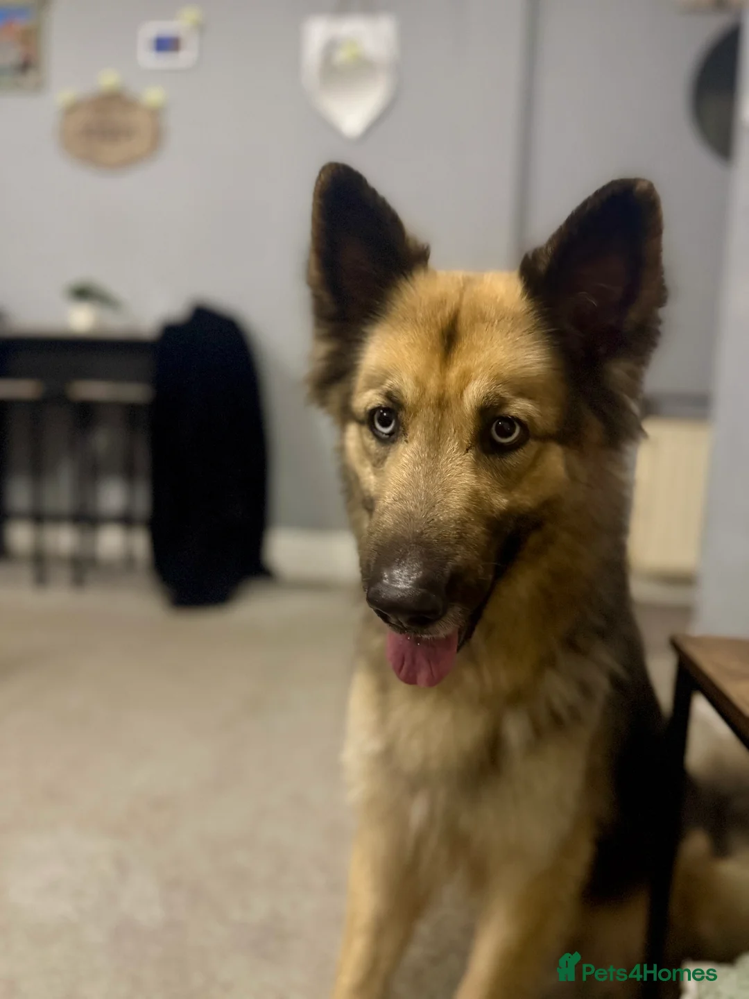 German Shepherd dogs for sale: German shepherd  - Advert 11