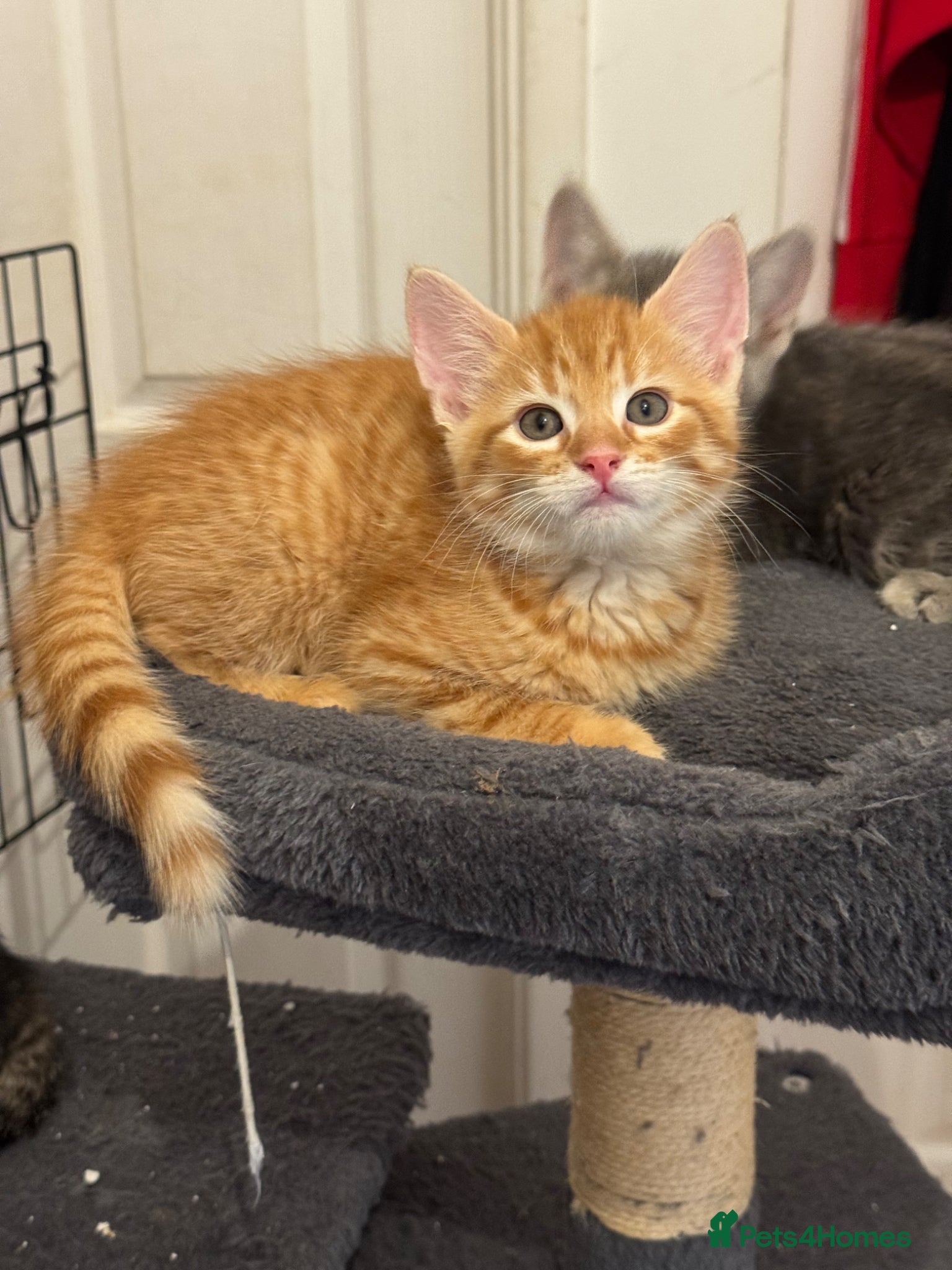 American Shorthair cats for sale: Ready To Leave Today please read full advert pleas - Advert 15