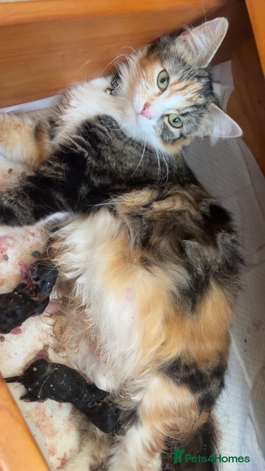 Mixed Breed cats Little boy urgent for a family. - Advert 1