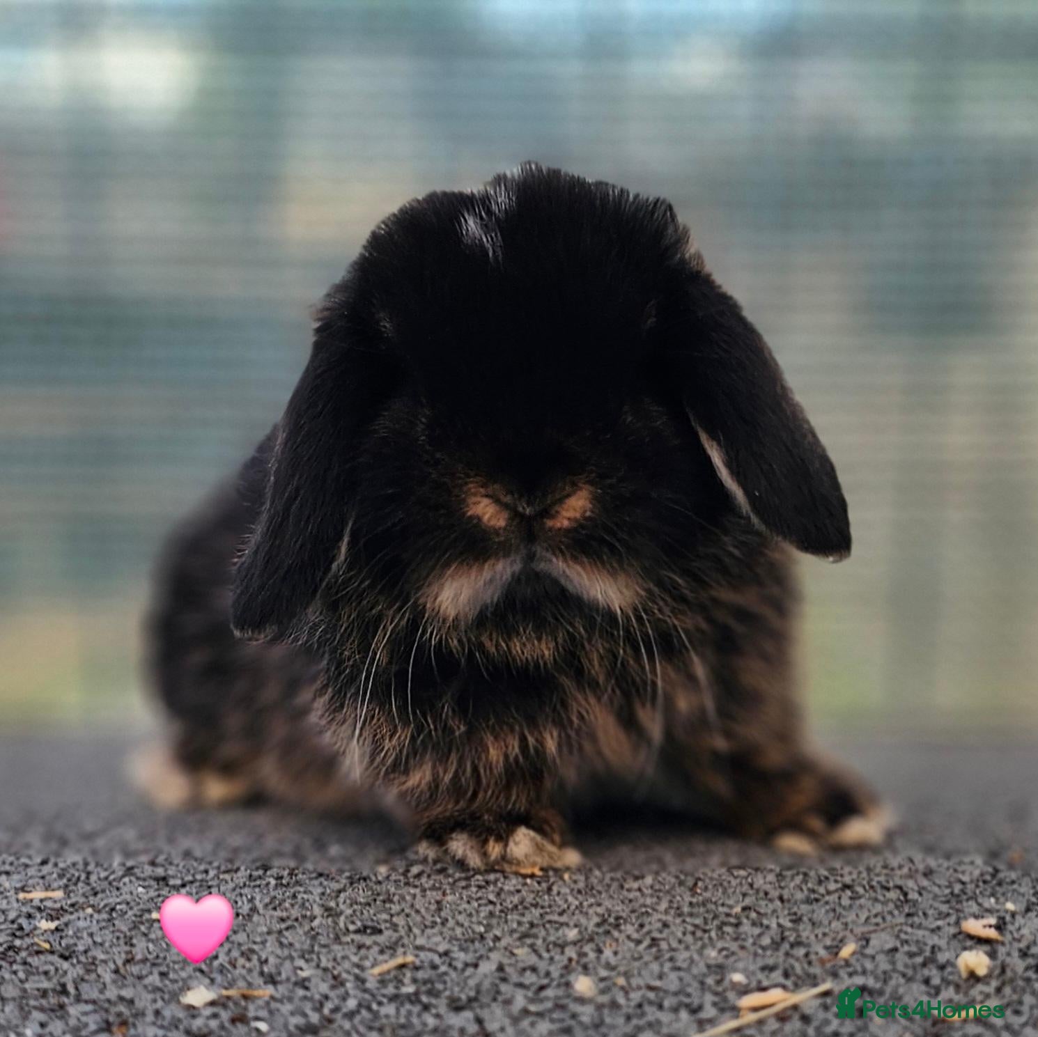 Mini Lop rabbits Vaccinated Mini Lops  - Advert 19