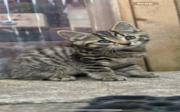 British Longhair cats for sale: British long hair  - Image 2