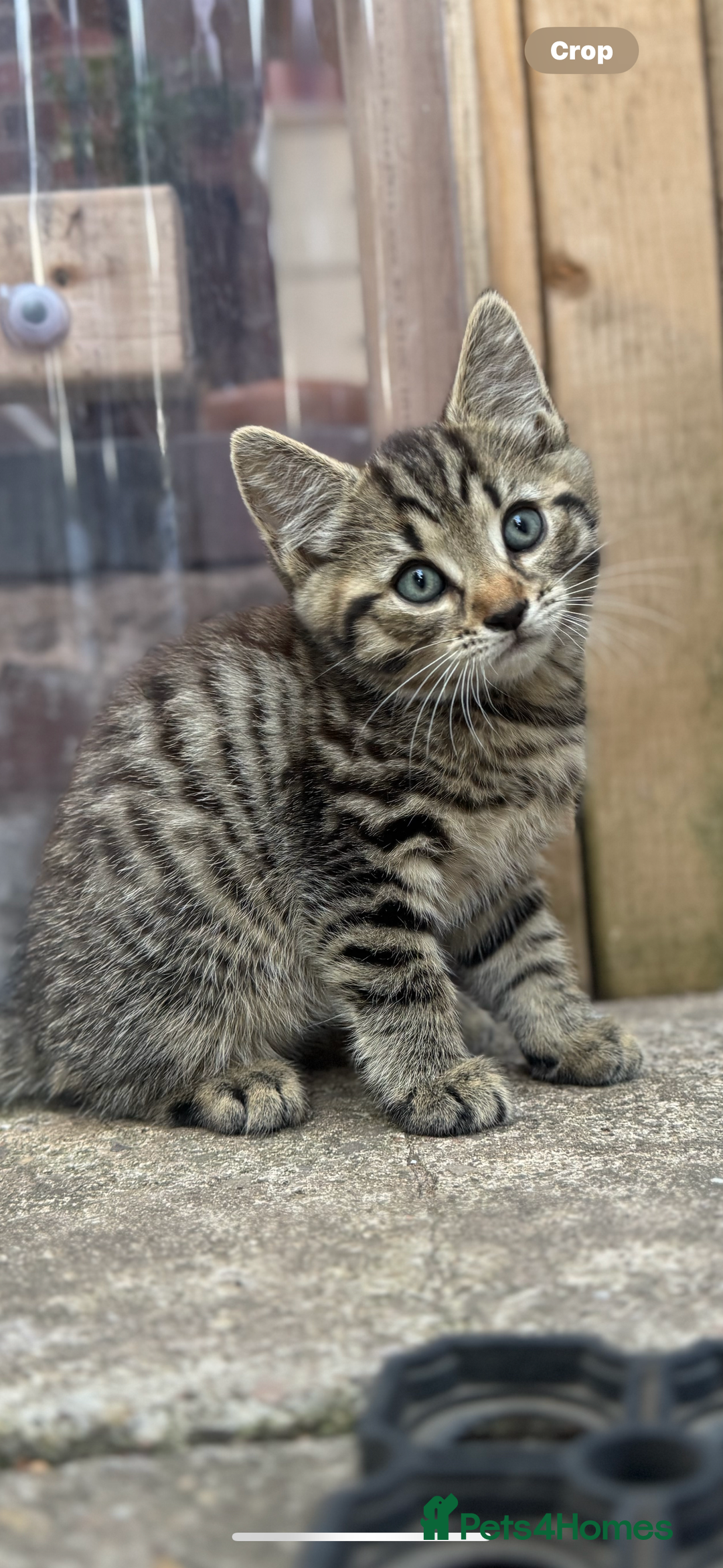 British Longhair cats for sale: British long hair  - Image 2