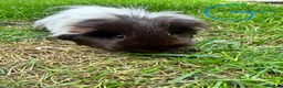 Guinea Pig rodents for sale: Guinea Pigs For Sale  - Advert 3