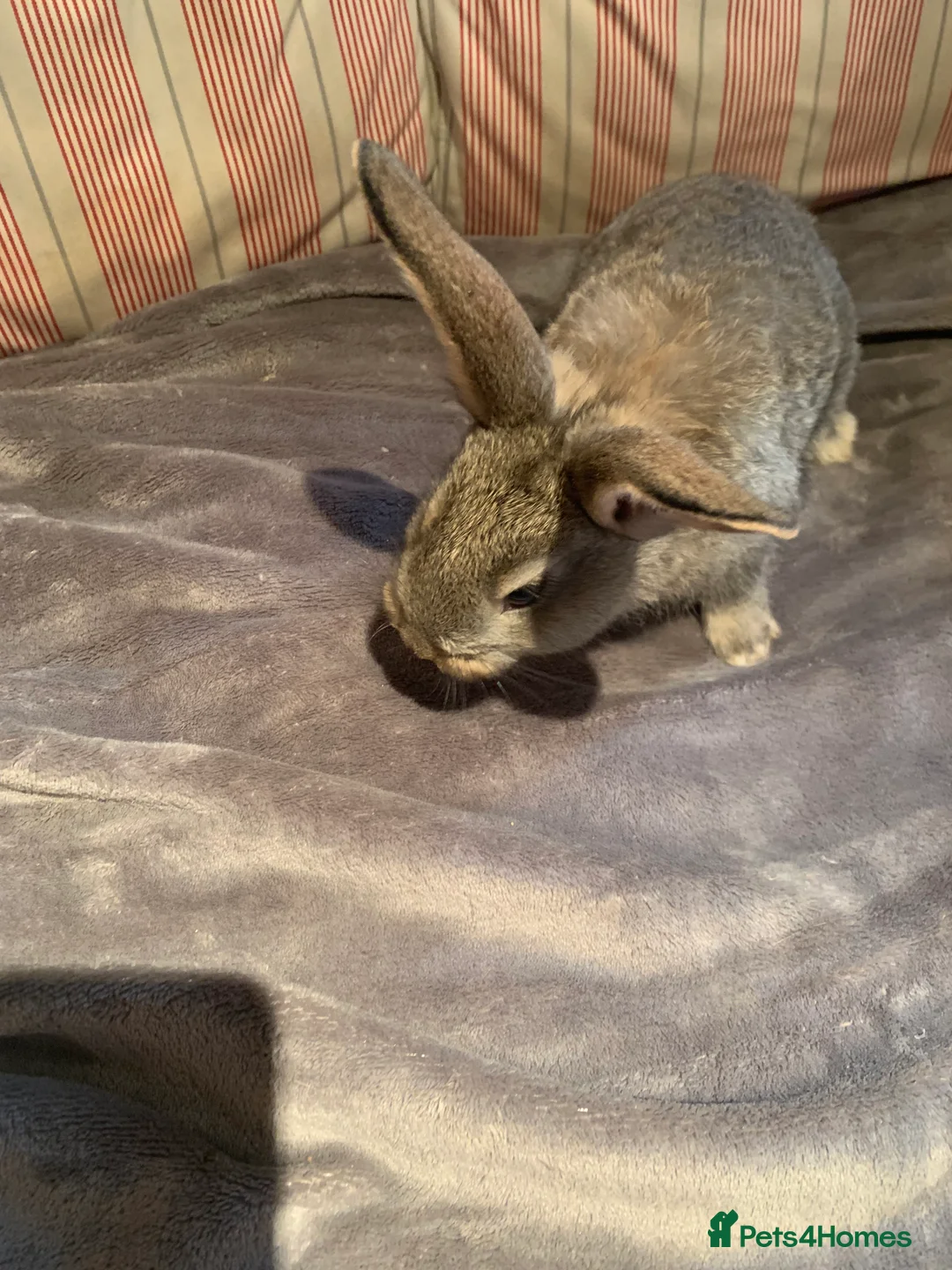 Continental Giant rabbits for sale: Pure Continental Giant bucks  - Advert 2