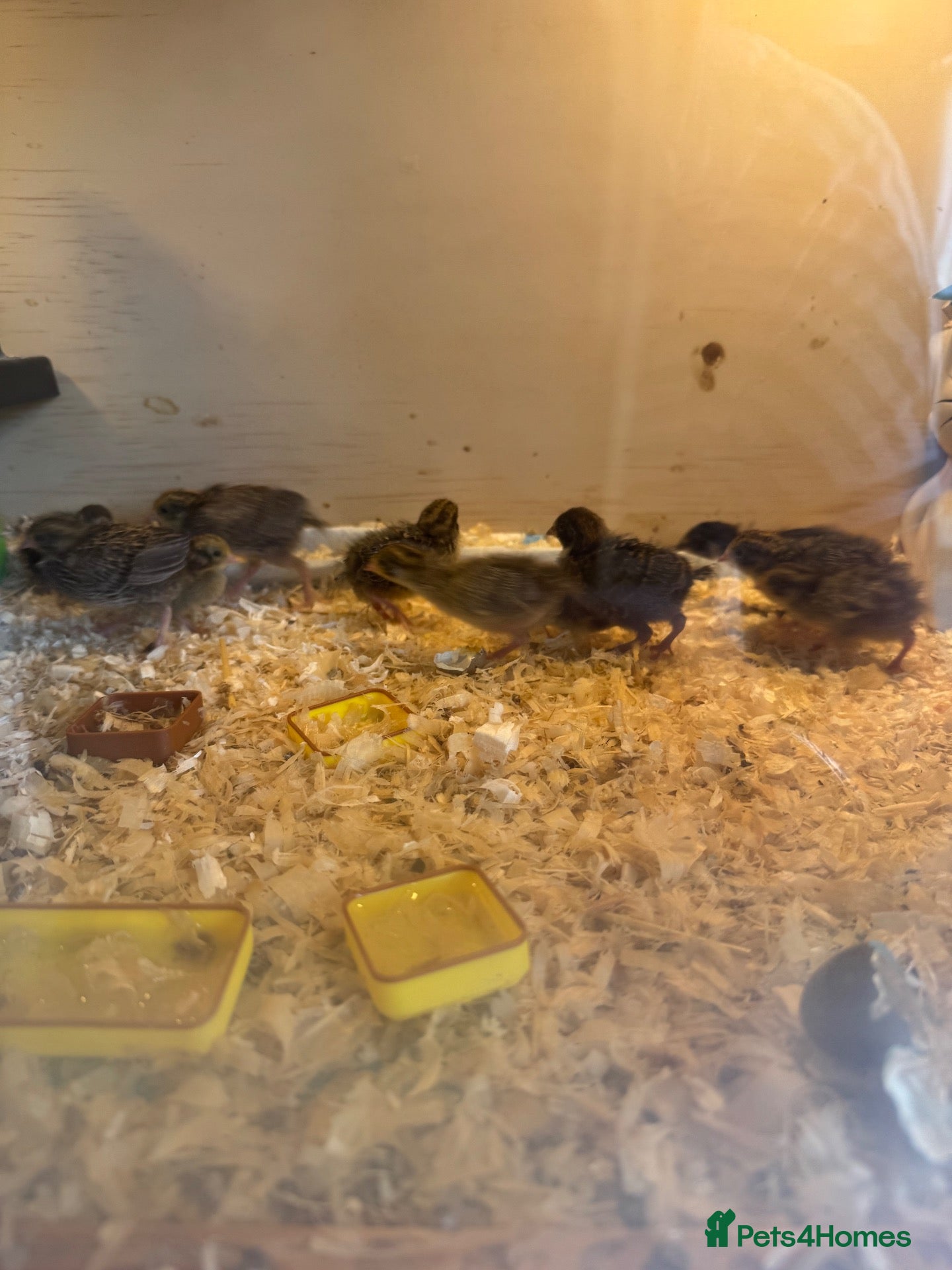 Quail poultry Button Quail  - Advert 13