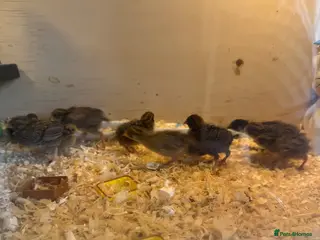 Quail poultry Button Quail - Advert 13