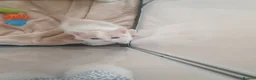 Mixed Breed cats for sale: 3 Gorgeous Little Fluffy Boys - Advert 27