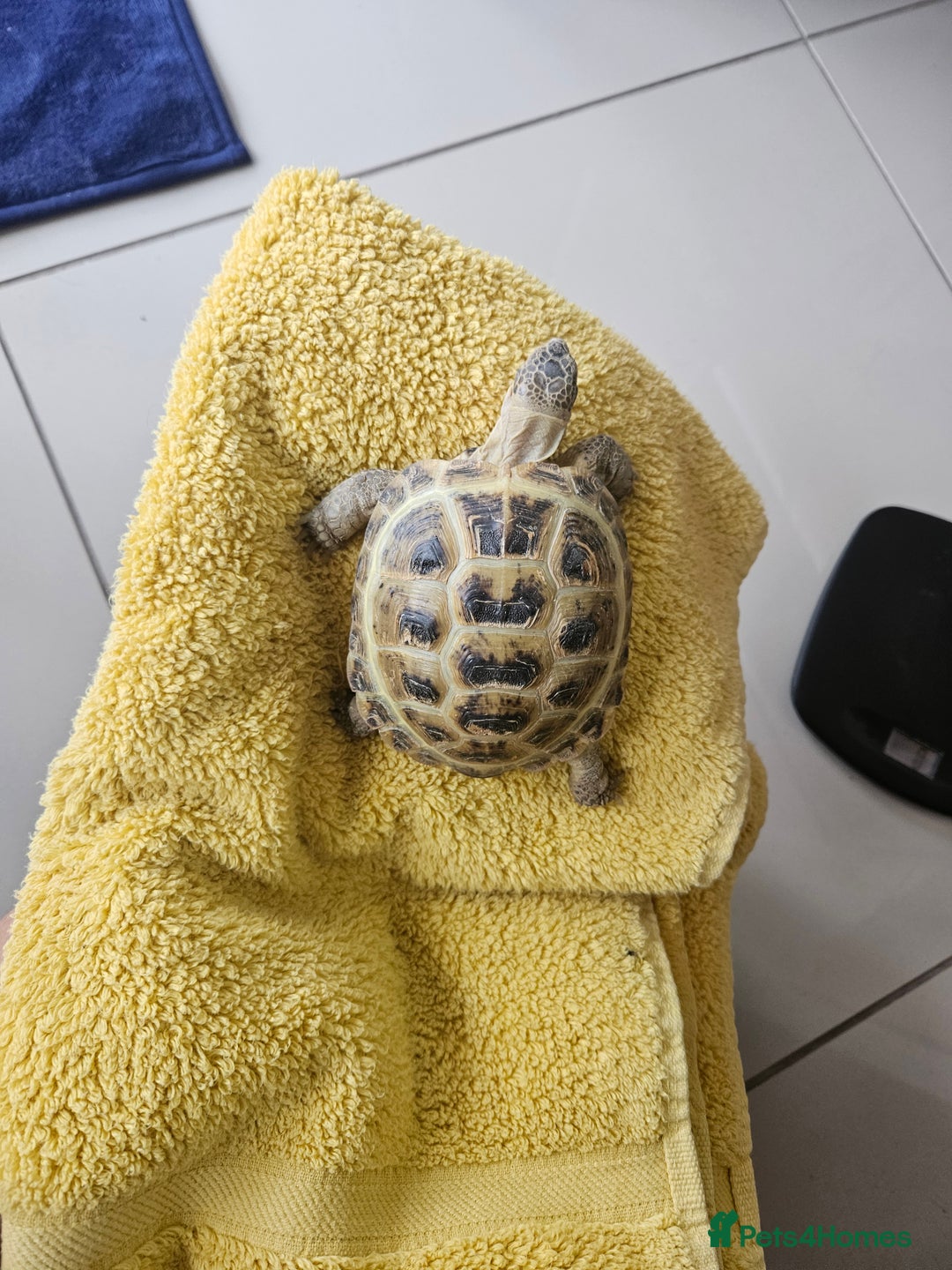 Tortoise reptiles for sale: Horsefeild tortoise and enclosure for Sale - Image 6